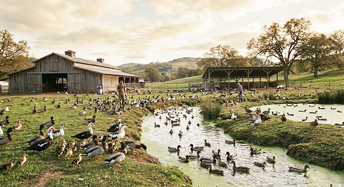 מקרה שפעת עופות ראשון לעונת החורף